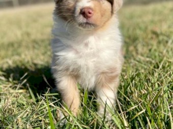 Australian Shepherd puppies