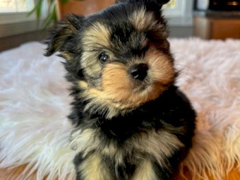 Yorkie Puppies for sale