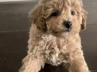 Purebred Toy Poodle Puppies 