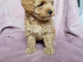 Toy Cavoodle Puppies