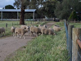 Myrtle Vale Poll Dorset Flock Rams