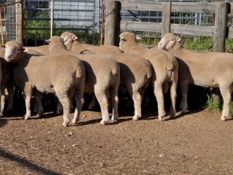 Myrtle Vale Poll Dorset Flock Rams