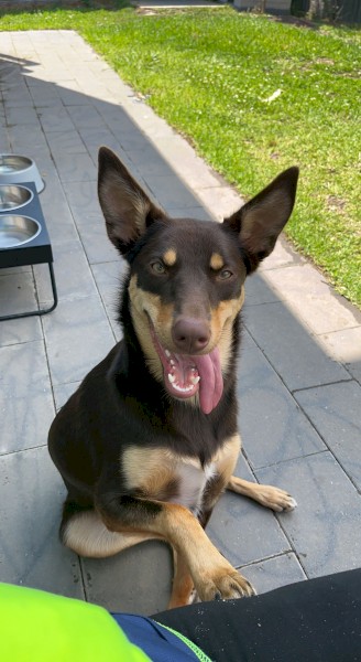  1 yr old female PureBred Kelpie 