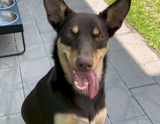  1 yr old female PureBred Kelpie 