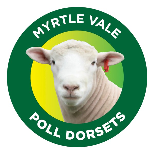 Myrtle Vale Poll Dorset Flock Rams