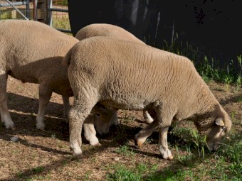 Myrtle Vale Poll Dorset Flock Rams