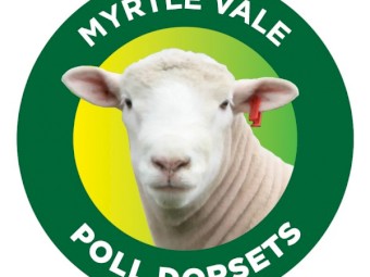 Myrtle Vale Poll Dorset Flock Rams
