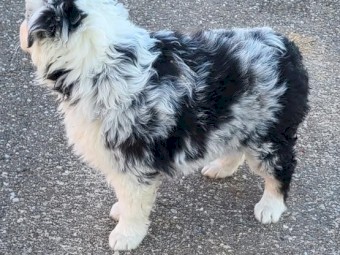 Purebred Australian Shepherd Puppies for sale