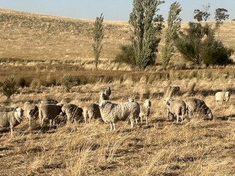 5 year old Merino Ewes with Rams. Pack