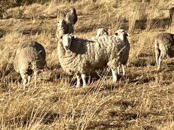 5 year old Merino Ewes with Rams. Pack