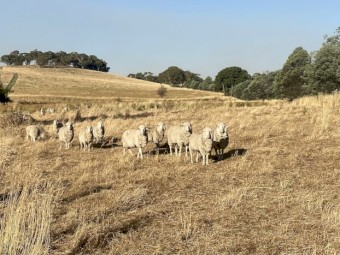 5 year old Merino Ewes with Rams. Pack