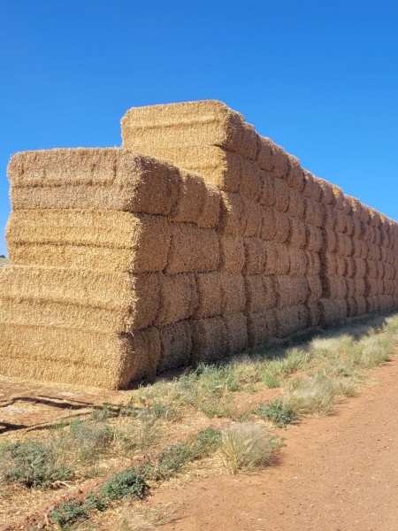 Barley Header Tailings