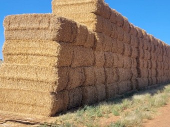 Barley Header Tailings