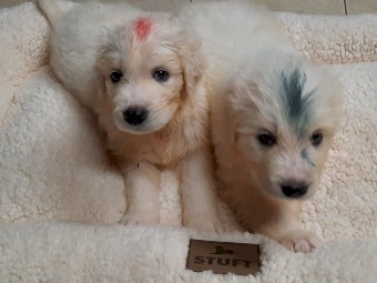 Maremma Livestock Guardians