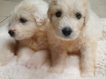 Maremma Livestock Guardians