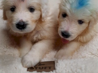 Maremma Livestock Guardians