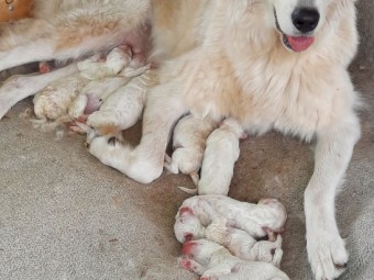 Maremma Livestock Guardians