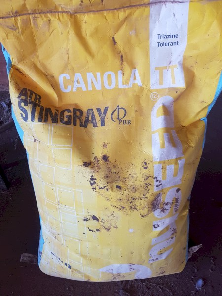 Stingray  conola seed TT