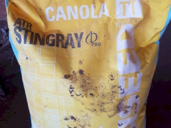 Stingray  conola seed TT