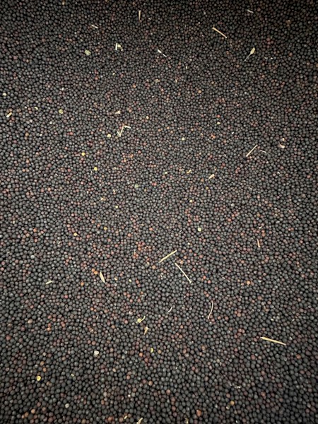 Graded F2 Hyola 970CL canola seed