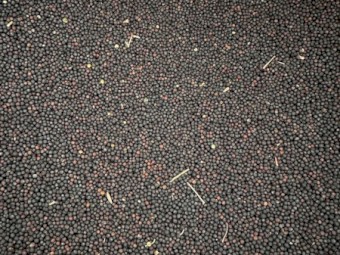 Graded F2 Hyola 970CL canola seed