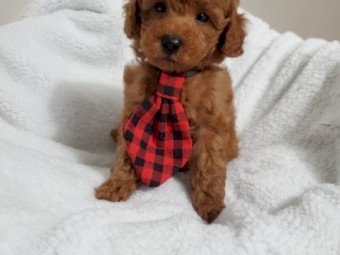 Purebred Toy Poodle Pups