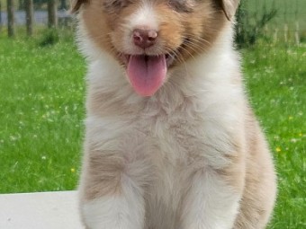 Australian Shepherd Puppies