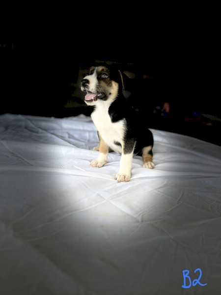 3 Purebred Working Koolie Pups For Sale