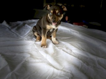 3 Purebred Working Koolie Pups For Sale
