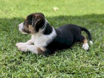 3 Purebred Working Koolie Pups For Sale