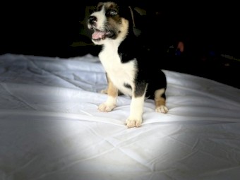 3 Purebred Working Koolie Pups For Sale