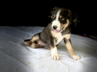 3 Purebred Working Koolie Pups For Sale