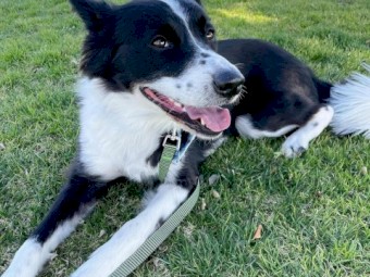 BORDER COLLIE PUPPY FOR SALE