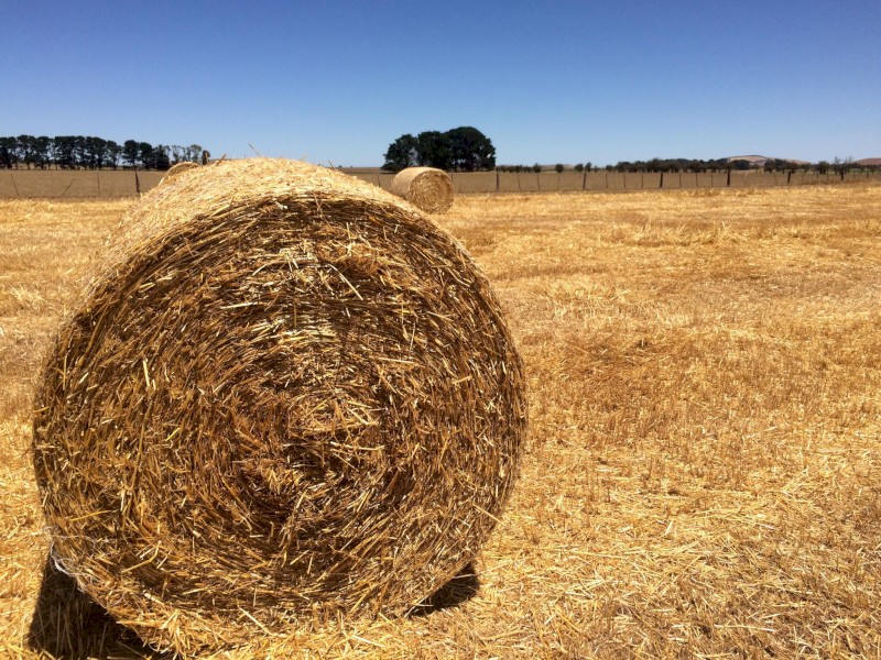 Oaten Straw - Header Trails