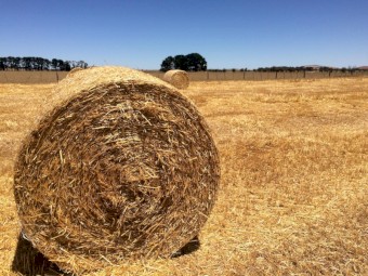 Oaten Straw - Header Trails