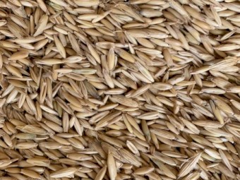 25mt Drover Grazing Oats