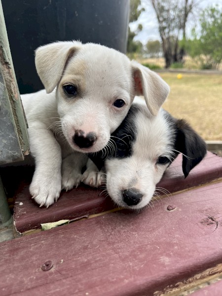 Jack Russell pups 