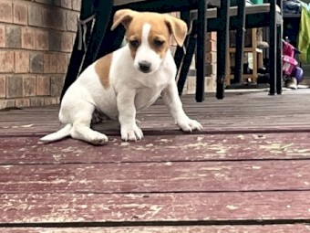 Jack Russell pups 