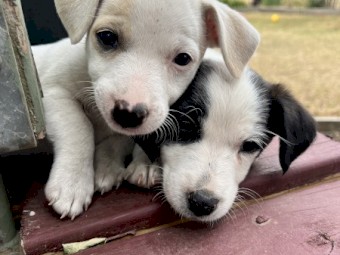 Jack Russell pups 