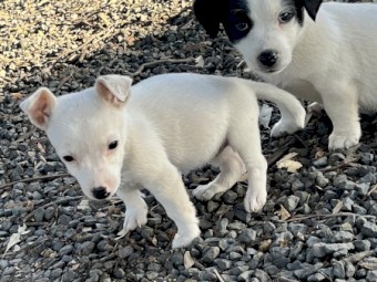 Jack Russell pups 