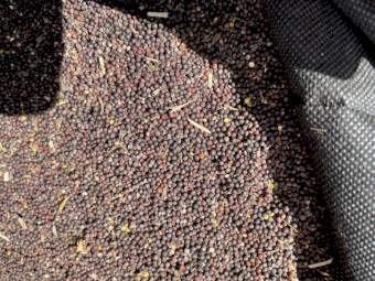 Canola Low Test Weight