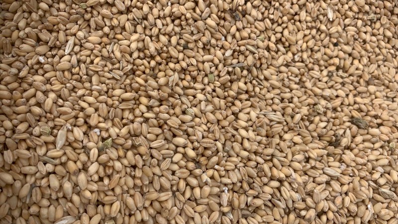  Illabo Wheat Seed