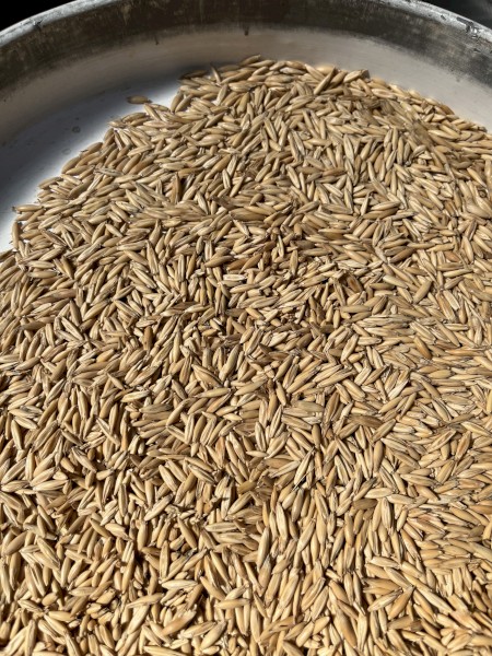 Outback oats for sale 