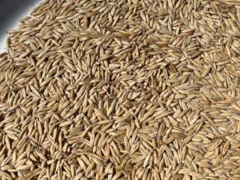 Outback oats for sale 