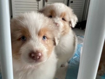 Australian Shepherd pups