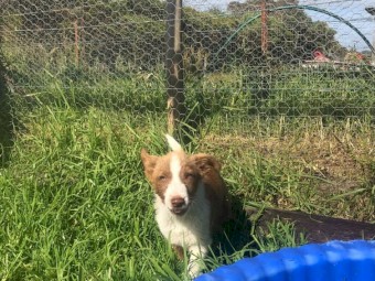Border Collie pups
