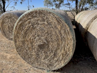 Rye, Persian Clover, Balansa Clover 5x4 bales