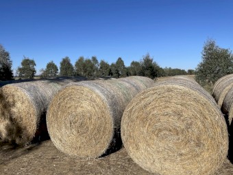 Rye, Persian Clover, Balansa Clover 5x4 bales