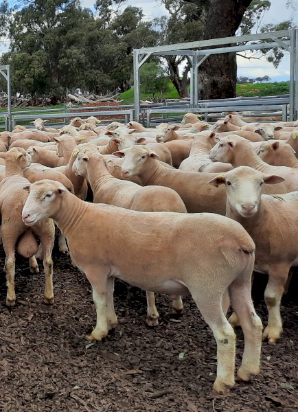 2021 Pepperton Poll Dorset Rams - High Lambplan TCP and Eating Quality Index