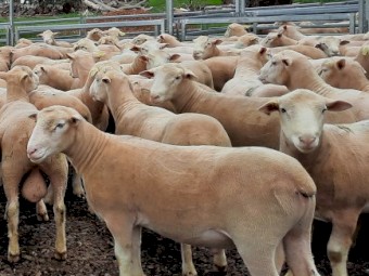 2021 Pepperton Poll Dorset Rams - High Lambplan TCP and Eating Quality Index